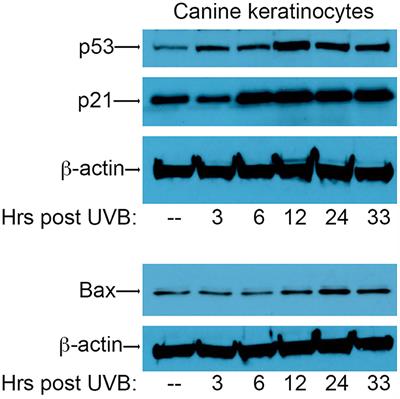 Canine Papillomavirus 2 E6 Does Not Interfere With UVB-Induced Upregulation of p53 and p53-Regulated Genes